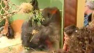 Gorilla Bokito escape Dutch News TV 2007519 [upl. by Farl]