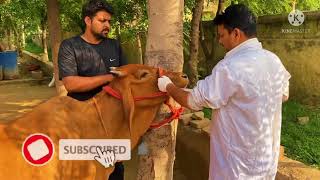 Impaction of rumen in cow l Tympany l Bloat l ग़ोबर का बंद l अफारा l Dr Umar Khan [upl. by Sucam]