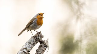 Singing birds in Northern Europe [upl. by Oran]