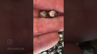 Pretty Pyrite scienceshorts [upl. by Bohaty]