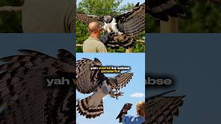 Harpy eagle fact shorts [upl. by Neerod]