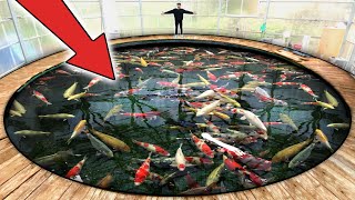 Worlds LARGEST Most Expensive Koi Fish [upl. by Miko679]