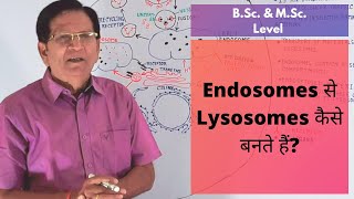 How Are Lysosomes Formed from Endosomes  BSc amp MSc Level [upl. by Koressa703]