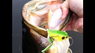 Froggin for Big Bass Topwater Bass Fishing with the Lunker Frog [upl. by Mouldon]