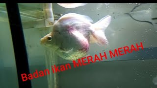 Cara mengobati ikan koki bengong kemudian badan ikan merah merah AEROMONAS [upl. by Hewe]