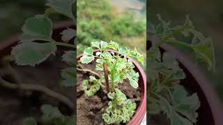 Araliya plant care garden plants nature [upl. by Yelah]