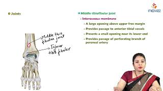 17 Tibiofibular Joint  Anatomy  MBBS Lecture [upl. by Anselme]