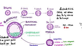 1 ère semaine de développement embryonnaire  résidanat oran [upl. by Deloris336]