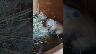 Baby Holland lops rabbitry cute hollandlops babybunny fypシ゚viral [upl. by Wailoo]