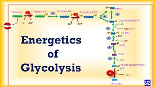 5 Glycolysis Energetics  Carbohydrate Metabolism5  Biochemistry  NJOY Biochemistry [upl. by Llerdnam]