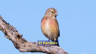 El pardillo [upl. by Alejandra566]