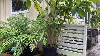 Pruning Back Brugmansia for Winter Storage [upl. by Boggs]