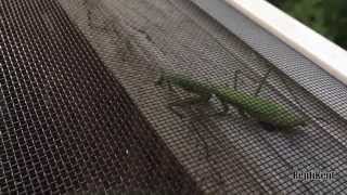 Bearded Dragon Eats Praying Mantis [upl. by Tniassuot]