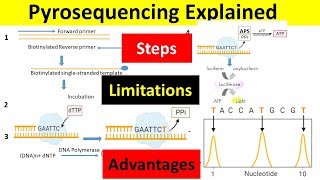 Pyrosequencing Principle Steps Advantages amp Limitations  Pyrosequencing Method of DNA Sequencing [upl. by Enywtna588]