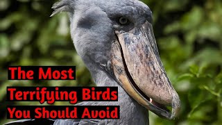 10 Terrifying Birds Youd Want to Avoid [upl. by Hannibal167]