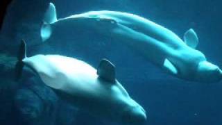 beluga whales mating [upl. by Zacharias]