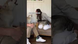 Dramatic Mini Husky THROWS TANTRUM When Owners Kiss 💋 [upl. by Pollitt]