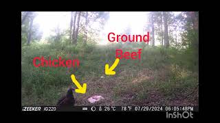 Trailcam I left raw Chicken amp Gbeef in the woods Preditor check animals nature wildlife deer [upl. by Zeuqram]