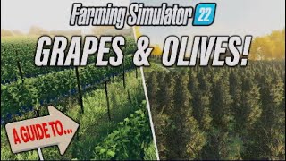 FS22  A GUIDE TO… GRAPES amp OLIVES  Farming Simulator 22  INFO SHARING PS5 [upl. by Lhok796]