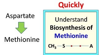 Methionine biosynthesis [upl. by Llewen]