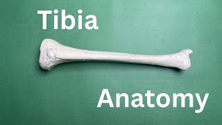 Tibia Anatomy  Bony features Lower limb bones DrAwais [upl. by Yesor]