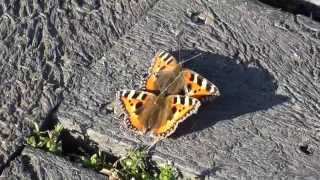 Small Tortoiseshell Mating Behaviour [upl. by Taro]