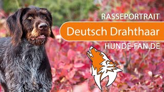 ► Deutsch Drahthaar 2018 Rasse Aussehen amp Charakter [upl. by Saffren955]