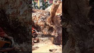 chainsaw cut wood monster so accurate trending shorts america youtube chainsaw short [upl. by Annatnom123]