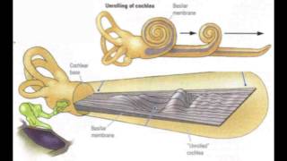 MIT Introduction to Neuroanatomy Series Part 5 [upl. by Katsuyama]