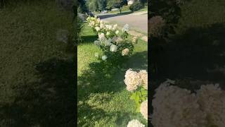 hydrangeaгортензияgardenгортензіясадflowersparkjardin shortsアジサイhortensianaturedesign [upl. by Valencia414]