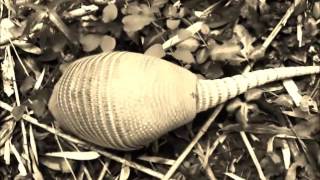 Turkey in the Straw  Old Time Harmonica [upl. by Yojenitsirk]