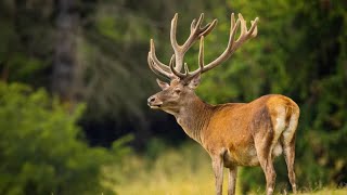 Deer Antlers Shedding Velvet  Time Lapse Antler Growth Of Whitetail Deer Buck Shedding Velvet [upl. by Jarid]