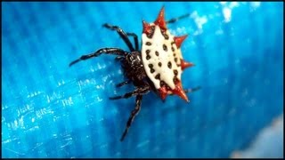 Spiny Orb Weaver Spider Gasteracantha [upl. by Amandie]