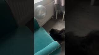 А как вы проводите свое утро😂🥰 pomeranian нюша смешныеживотные [upl. by Rothberg]