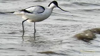 Vogelbeobachtung Säbelschnäbler Recurvirostra avosetta pied avocet Seedeich Emden entdecken [upl. by Nenad200]