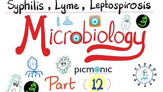 Microbiology  Spirochetes Syphilis TORCH Leptospira Borrelia Lyme disease  Picmonic  Part 12 [upl. by Haleelahk]