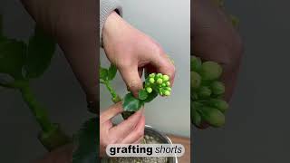 Jade tree grafting technology l grafting shorts [upl. by Ecinna]