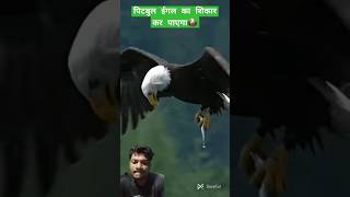 Powerful Pitbull vs Eagle 🦅😡☠️😱 Can Pitbull beat large Eagle shorts pitbull egale [upl. by Charlie436]