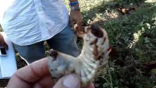 Rhinoceros beetle larvae in Zambézia Mozambique [upl. by Lunnete]