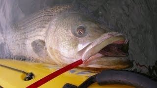 Big Striped Bass Fishing  33pound Kayak Bass on Tube and Gulp Worm [upl. by Damas]