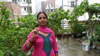 पौधो को मिली अमृत वर्षा। My Rooftop Garden after Rain [upl. by Nadaba756]