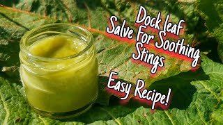 How To Make Dock Leaf Salve  Sooths Stings amp Bites 🍃 How To Make amp Identify Rumex obtusifolius [upl. by Kelda666]