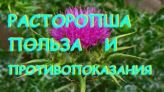 Расторопша Полезные свойства и противопоказания [upl. by Leod]