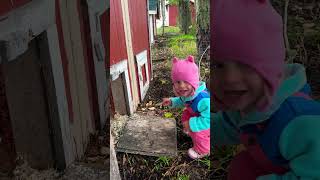 Hi good morning hi chickens chicken homesteading homestead chicks eggs toddler music [upl. by Enifesoj683]