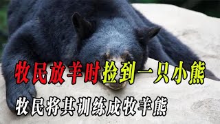 牧民捡回一只小熊，将其训练成“牧羊熊，”一巴掌能拍死一只狼 [upl. by Sancha]