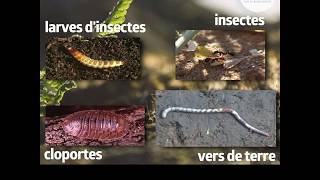 Biodiversité des sols  il ny a pas que les vers de terre sous la terre [upl. by Adelle202]