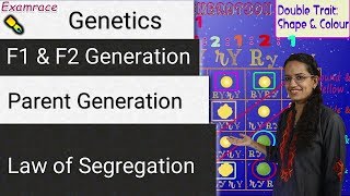 P F1 F2 Generation Law of Segregation Law of Dominance  Genetics Most Important [upl. by Namolos]