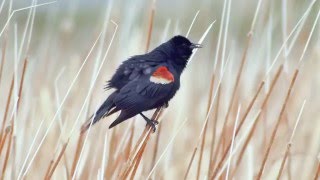 Tricolored Blackbird [upl. by Ynnaej]