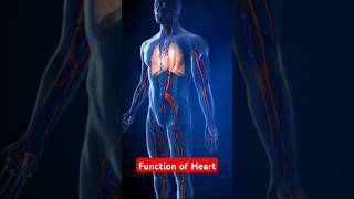 Function of Heart ❤️❤️ shorts trendingshorts viralshorts viralvideo [upl. by Cloots]