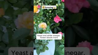 Tips for keeping plants healthyshortsfeed plants planting plantcare farming fruit shorts [upl. by Arrek]